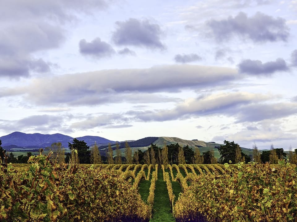 Vineyard views