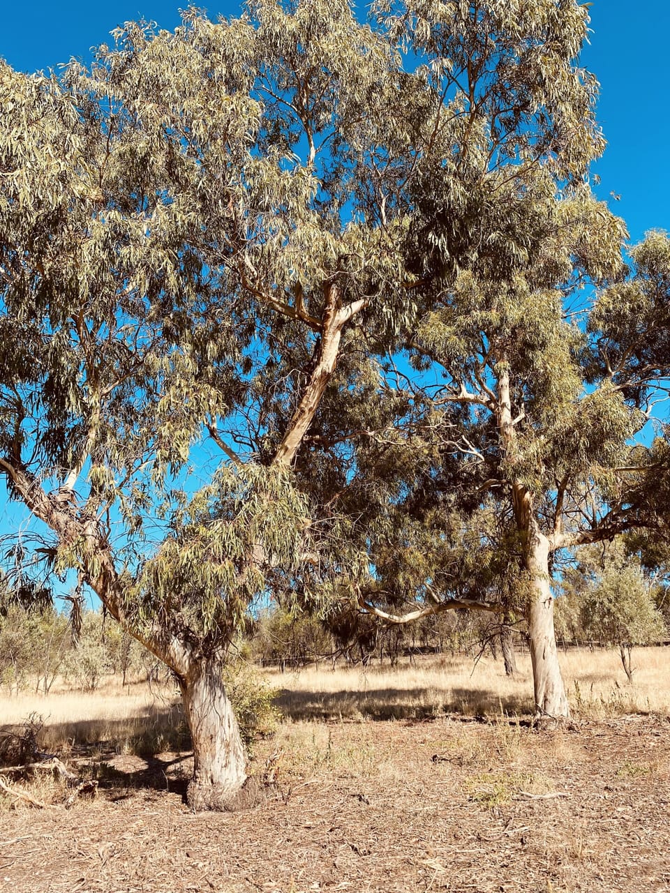 Beautiful native gum’s on hill to walk amongst near hut