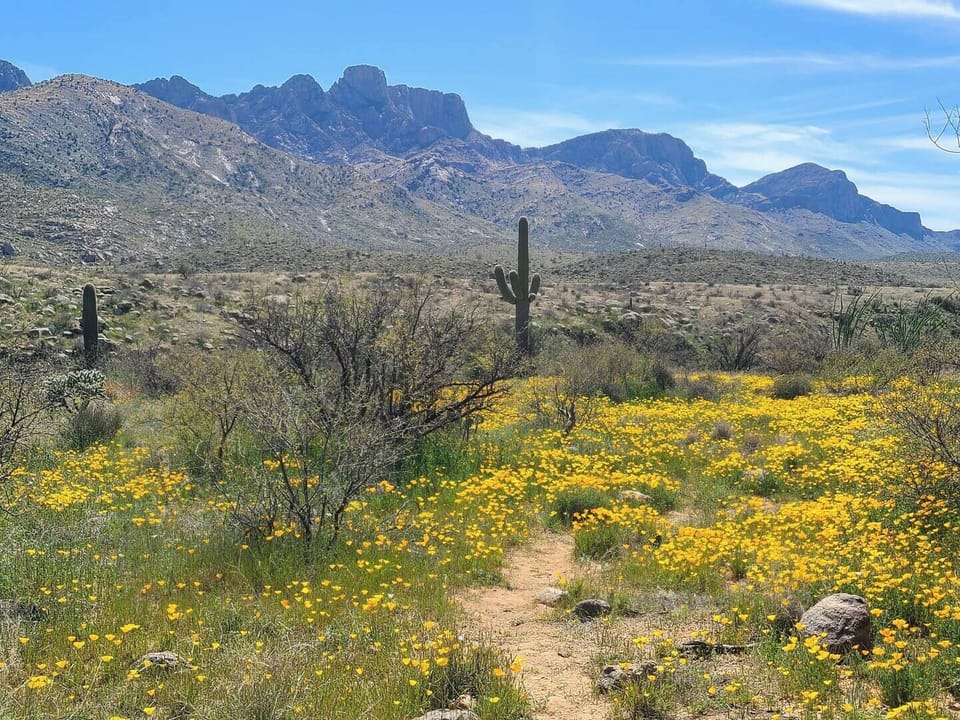 March 2024- Spring wildflowers in bloom in Catalina State Park, conveniently located just a short drive away from the home.