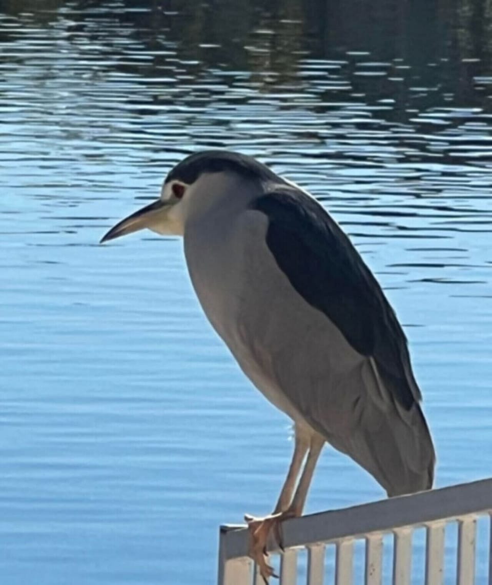 Wildlife in your backyard
