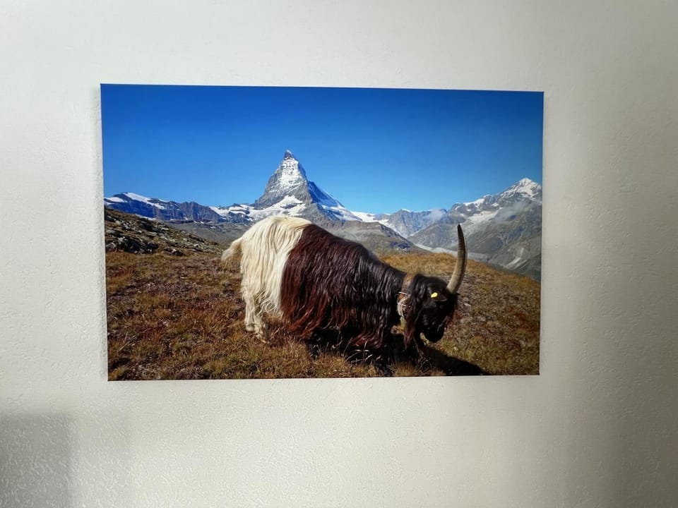Goat with Matterhorn