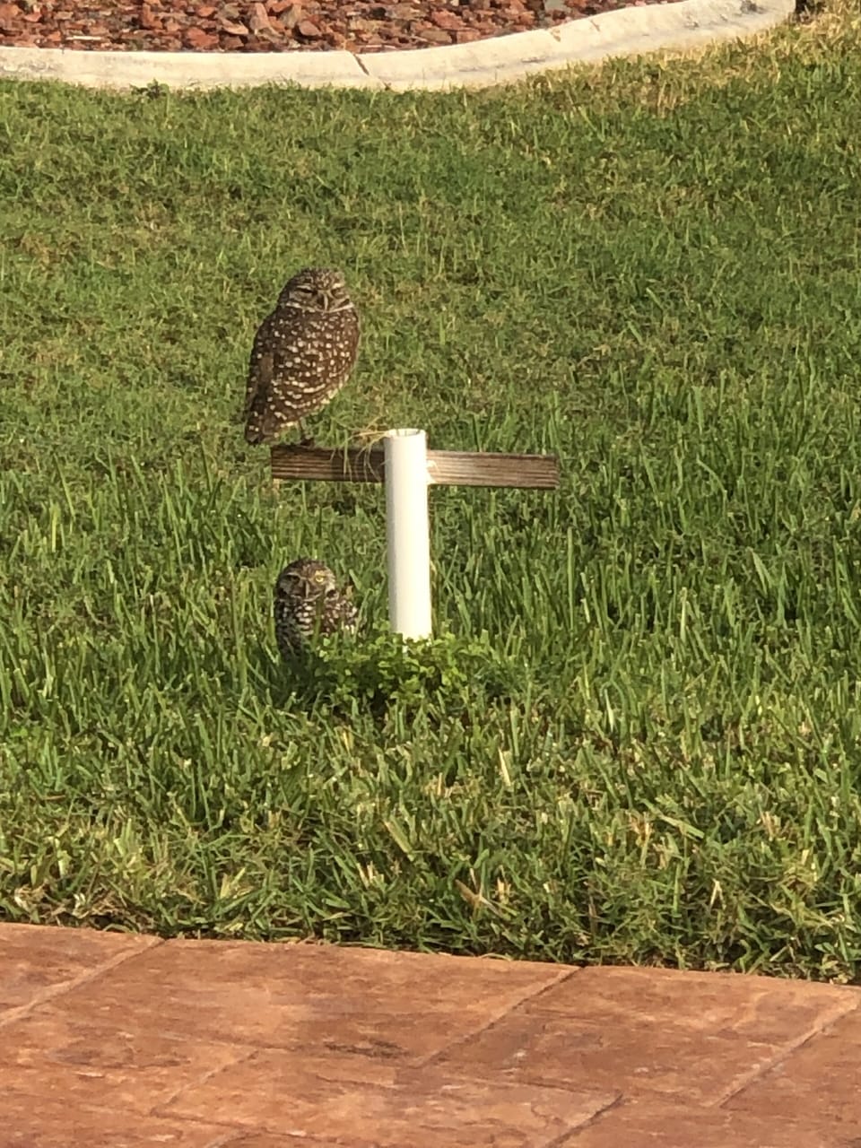 Cape Coral Burrowing owls 