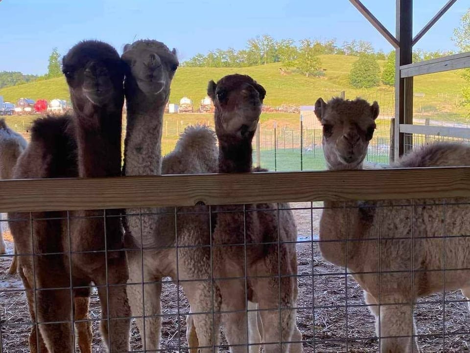 Rose Valley Animal Park