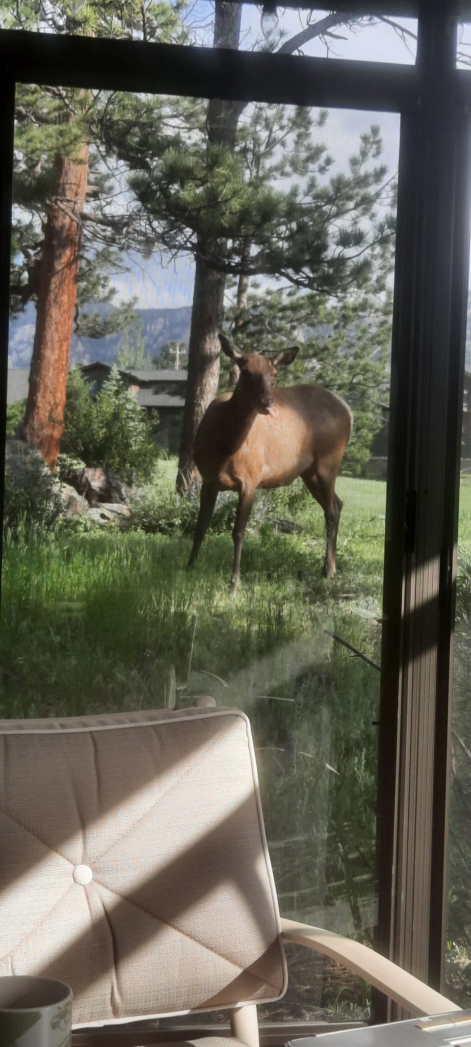 Wildlife by screened Room