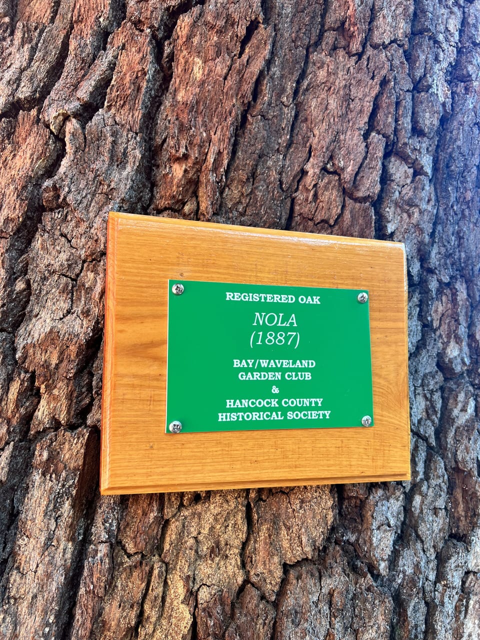 Oak tree in the backyard planted 1887.