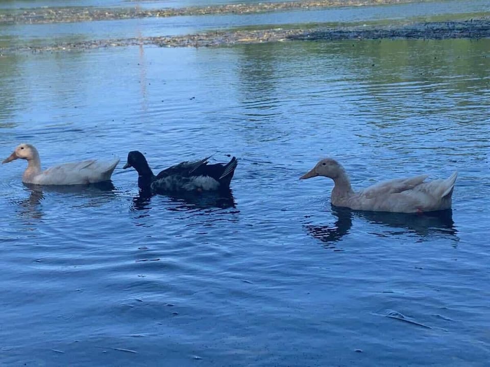 Watch friendly ducks drift by on the calm river. A charming reminder you’re surrounded by nature in beautiful New Braunfels.