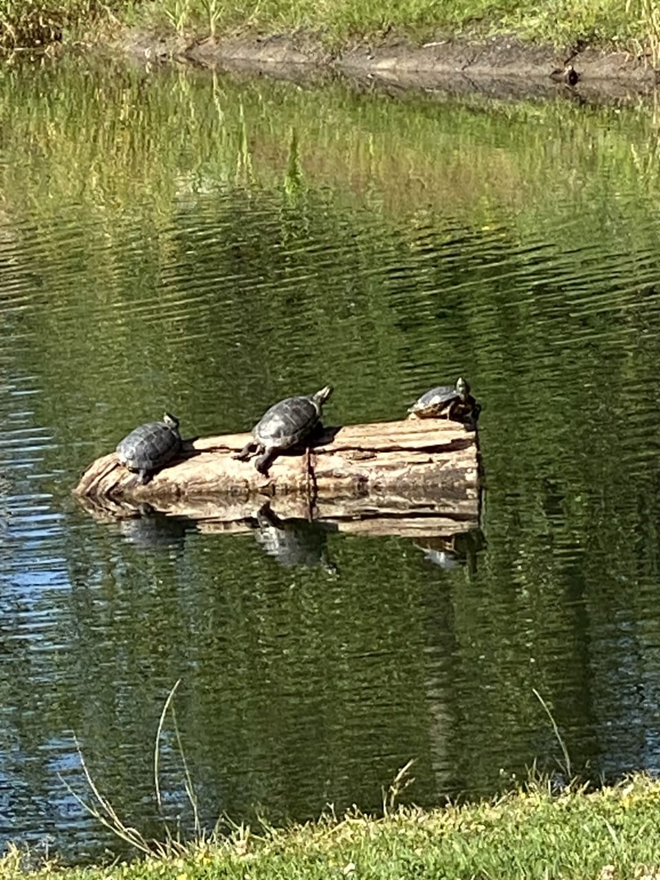 Some of our resident turtles sunning themselves in our pond. 