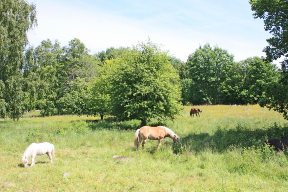 Horses and Ponies