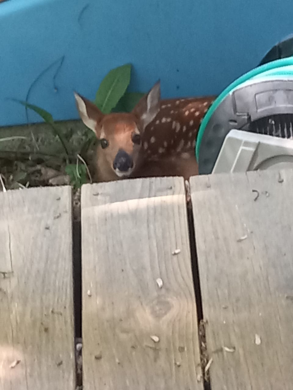 We get the sweetest visitors when we're quiet 