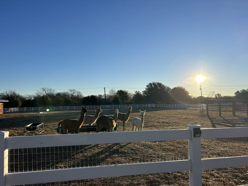 Sunrise over the pasture