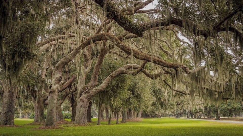 Beautiful Live Oaks at the park