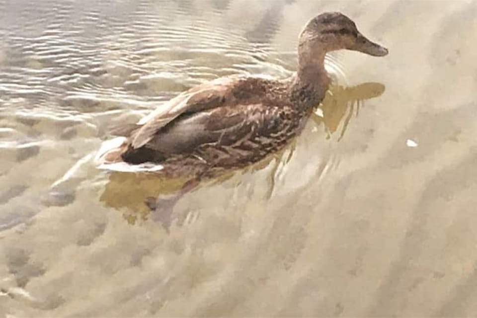 You will see a variety of birds/wildlife on and around the water/lake house.