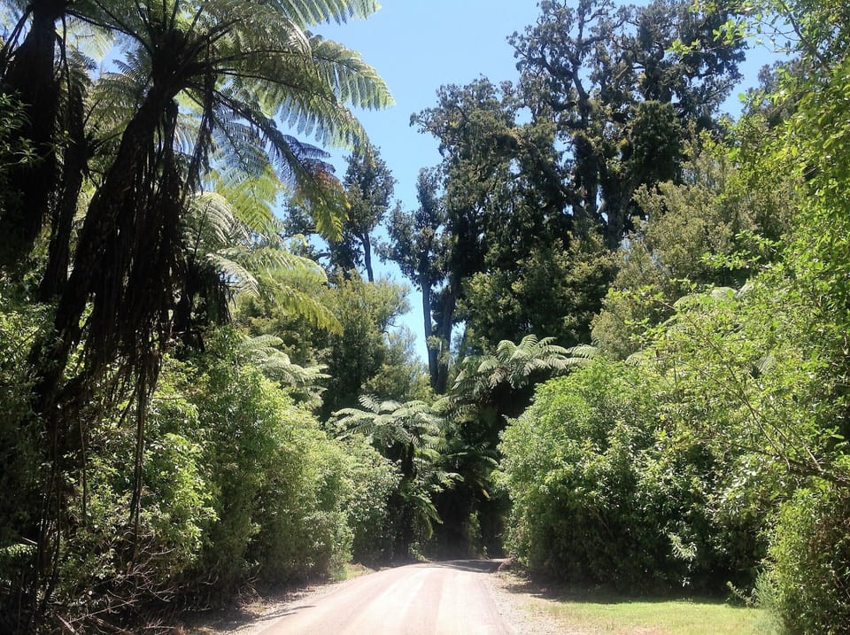 The Otanewainuku Forest is just 1km up the road from us, with 3 stunning walks.
