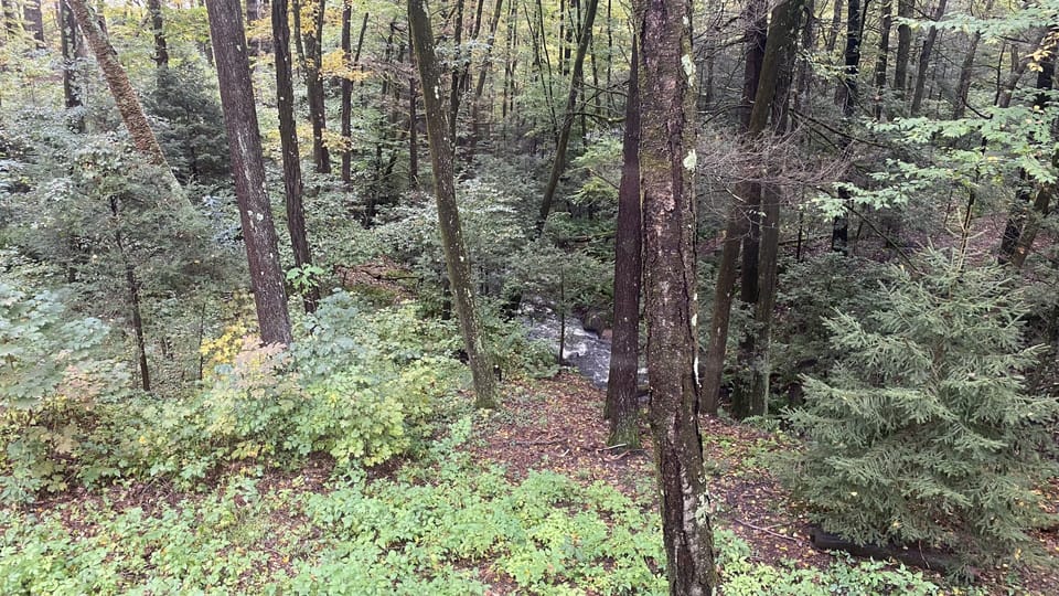 View of the brook and valley from the second bedroom / office window