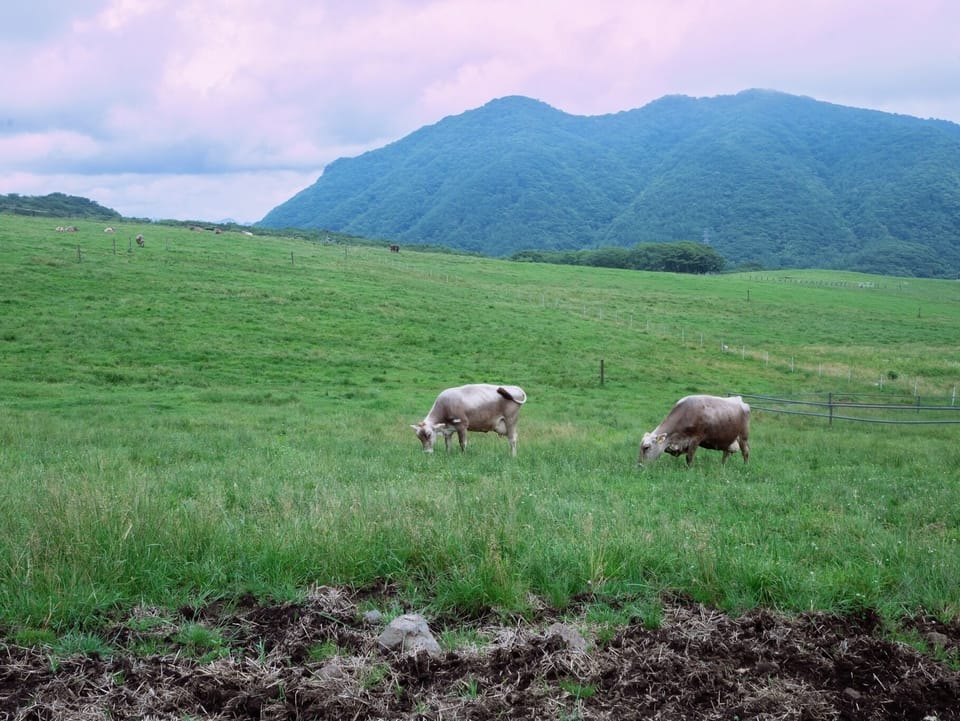 Oozasa ranch