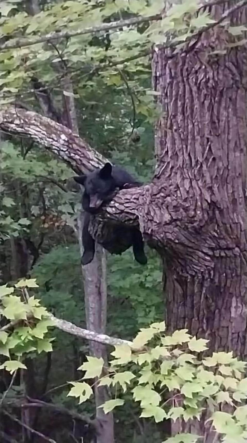 Pinecone Cottage's exterior