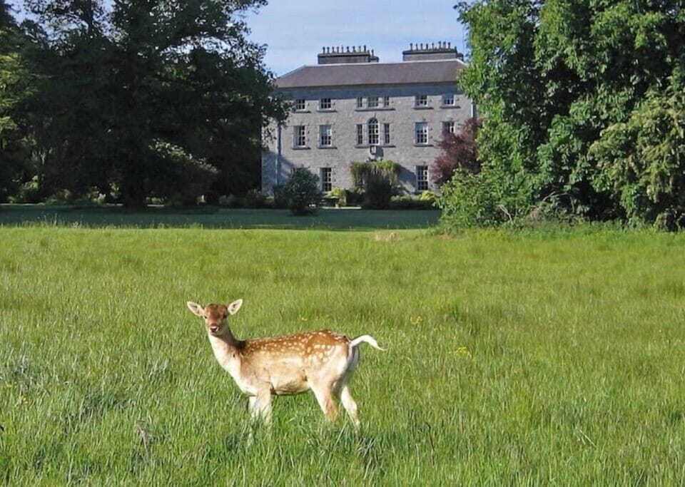 We have a fallow deer farm on the estate