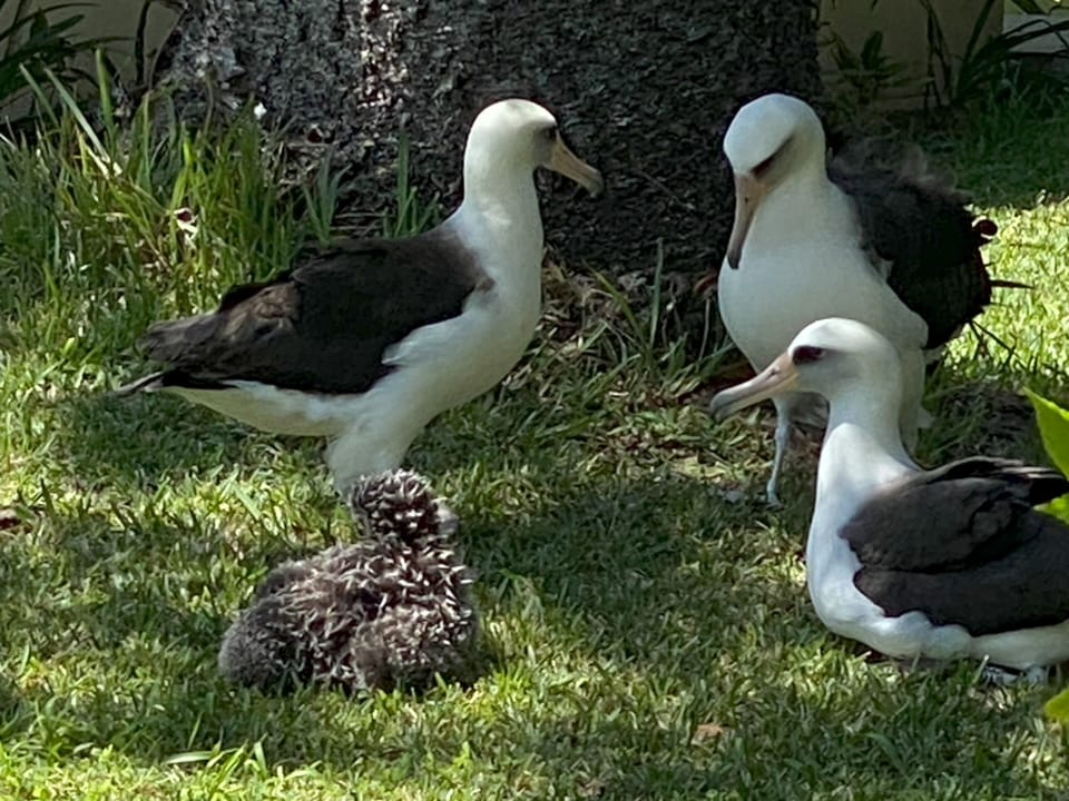Albatross rookery