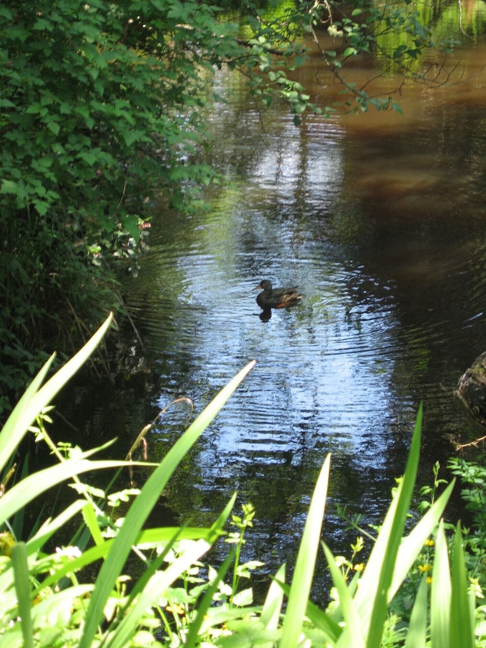 summer200620007
