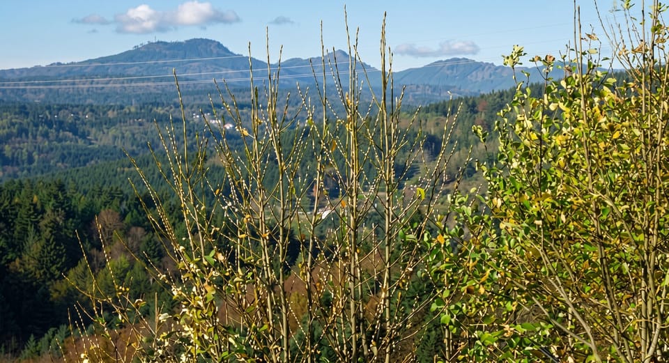 Areal view