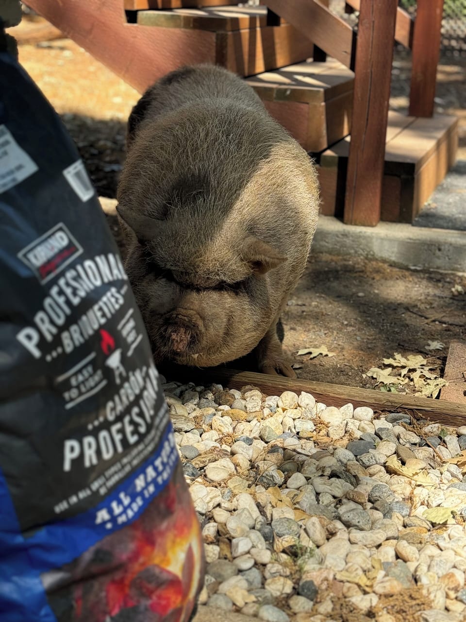 Petunia our pot belly pig will come say hi often.
