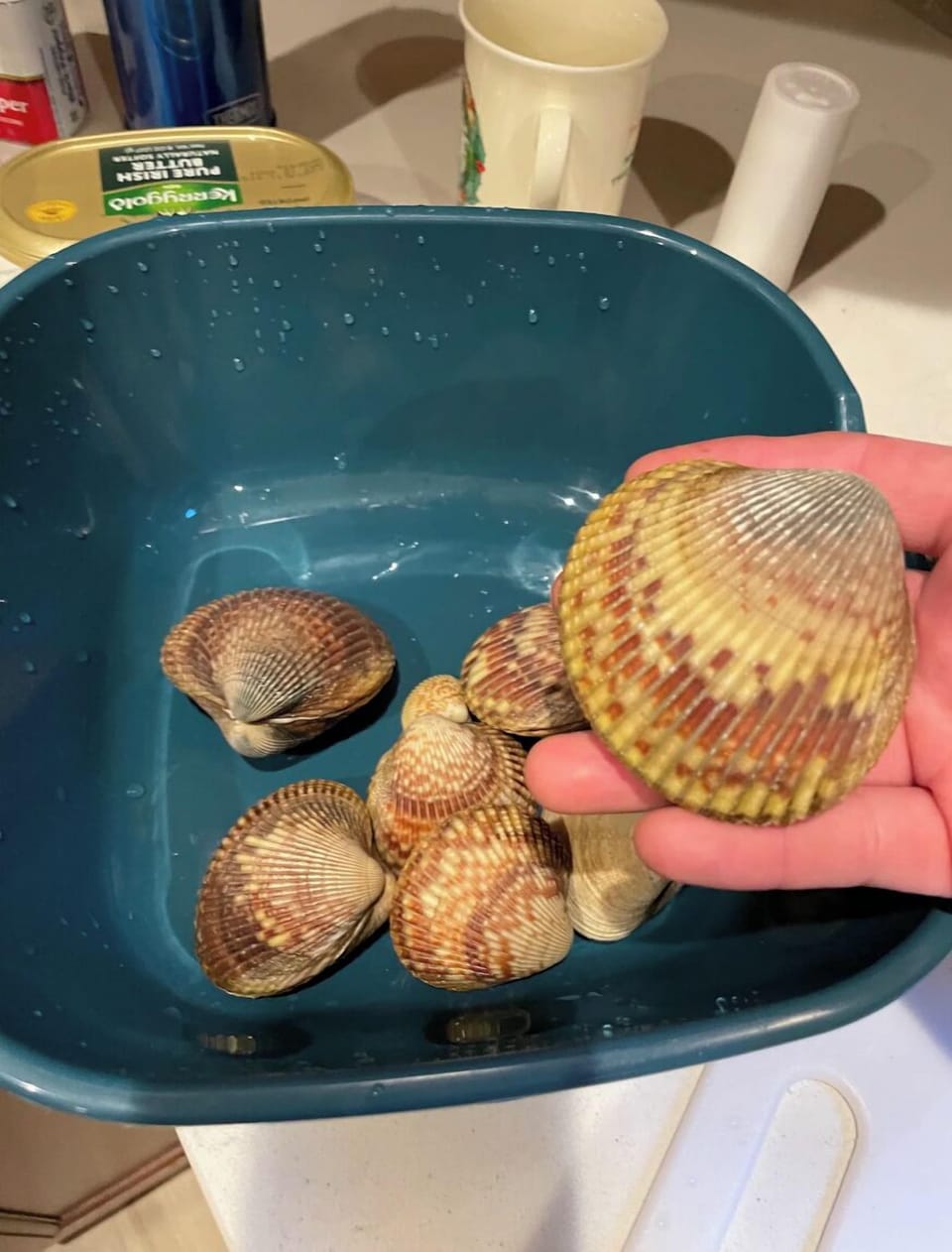 Cockles. Another clam you can find on the nearby beach. 