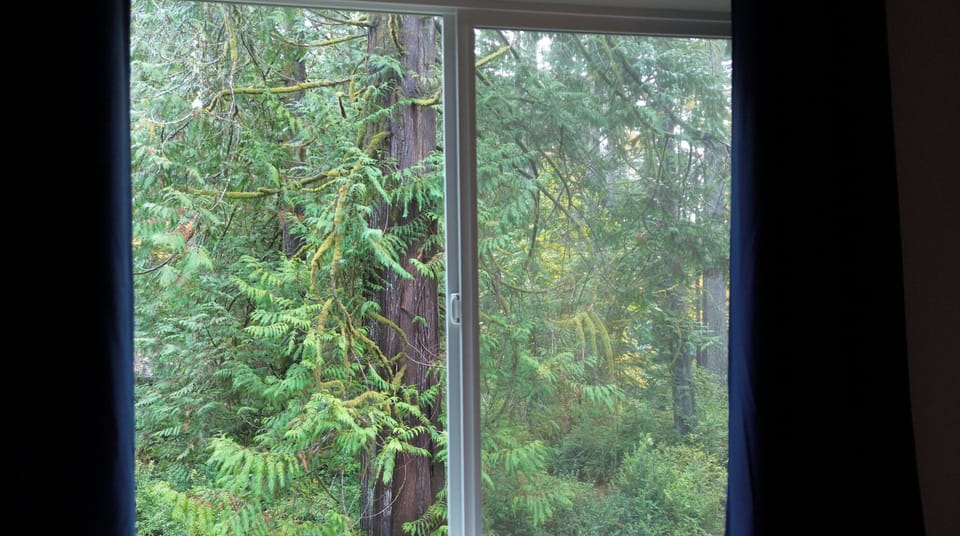 100' tall cedar tree! View from master bedroom.