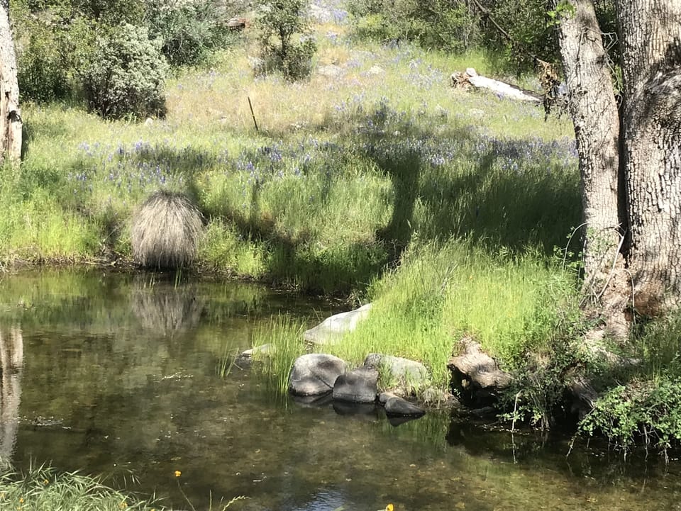 Pegleg Creek in the springtime
