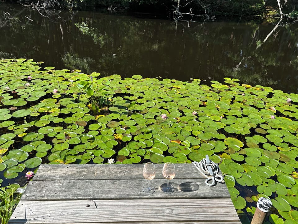 Lilly pads galore.