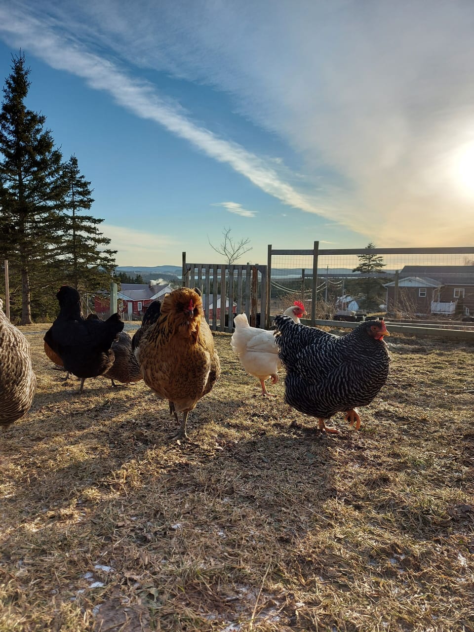 Our free ranging chickens. (Eggs depending on the season)
