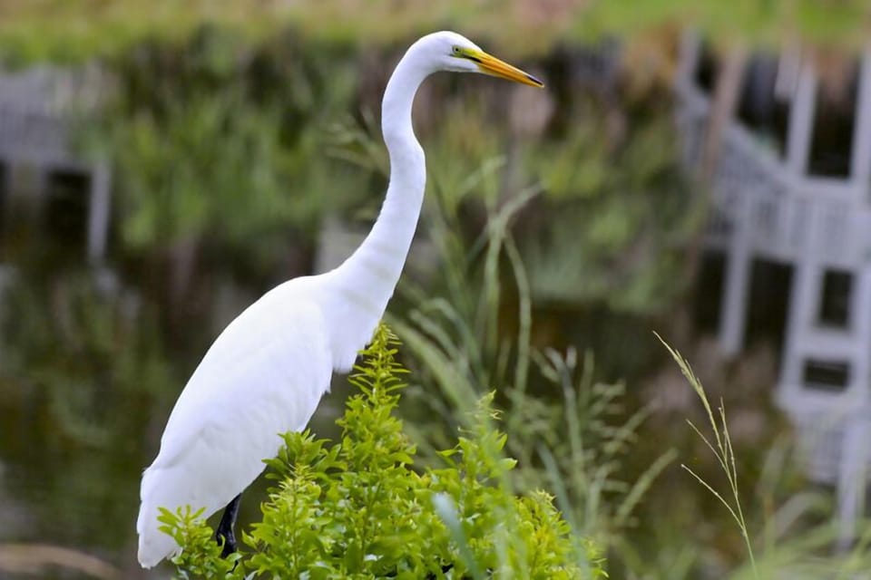 Fripp Island has been named an Important Bird Area by Audubon Society.