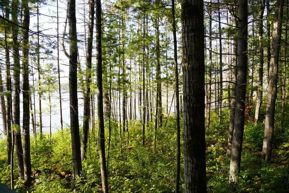 Woods providing privacy from neighbors