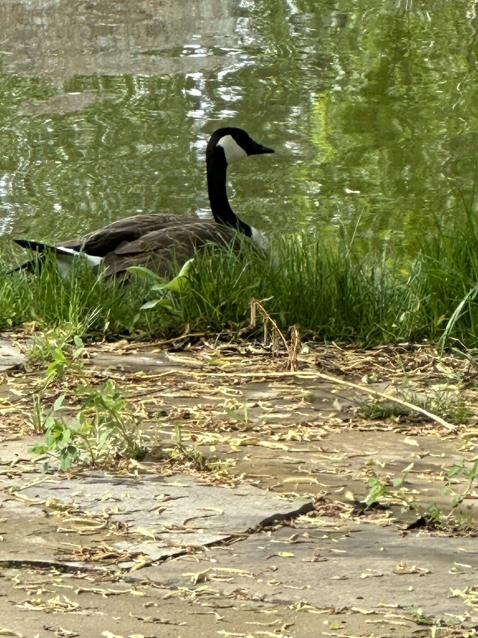 Geese make their summer home along the pond's edge